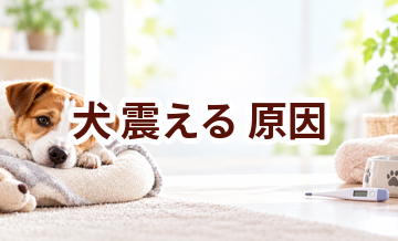 犬が震える原因は？考えられることと動物病院で伝えたいポイント