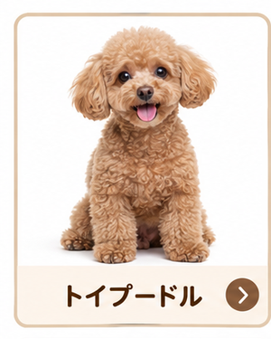 トイプードル