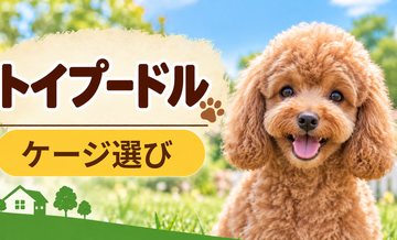 トイプードルのケージサイズはどう選ぶ？成犬時の大きさまで考える