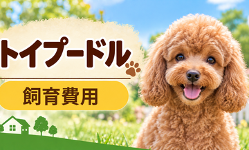 トイプードルを飼う費用はいくら？初期費用・年間費用・生涯費用を解説