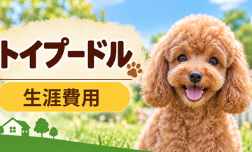 トイプードルの生涯費用はいくら？子犬からシニアまで長期で考える