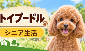 シニア期のトイプードルとの暮らし｜食事・運動・介護費用を考える