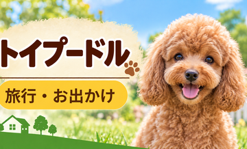 トイプードルと旅行するときの持ち物｜移動・宿泊で役立つ犬用品