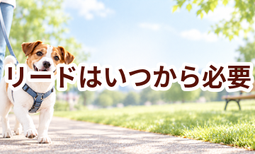リードはいつから必要？使い始めるタイミングと選び方
