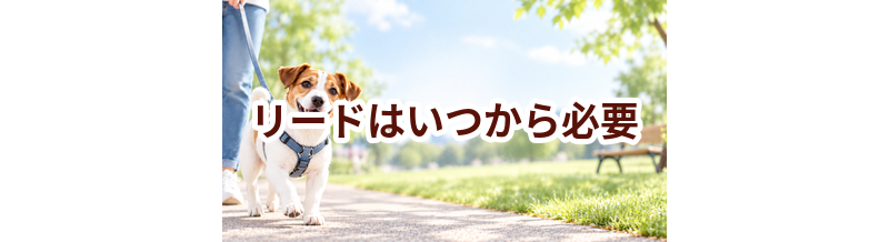 リードはいつから必要？使い始めるタイミングと選び方