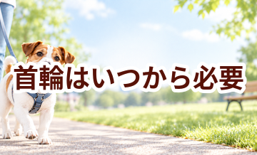 首輪はいつから必要？使い始めるタイミングと選び方