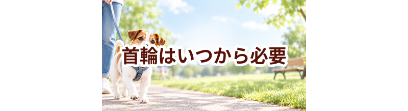 首輪はいつから必要？使い始めるタイミングと選び方