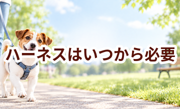 ハーネスはいつから必要？使い始めるタイミングと選び方