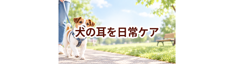 犬の耳を毎日続けるコツ｜食事・運動・ケア用品を見直す