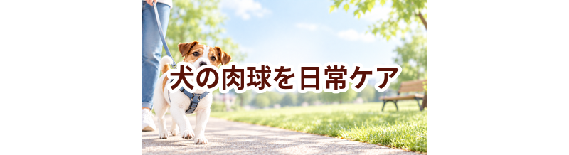 犬の肉球を毎日続けるコツ｜食事・運動・ケア用品を見直す