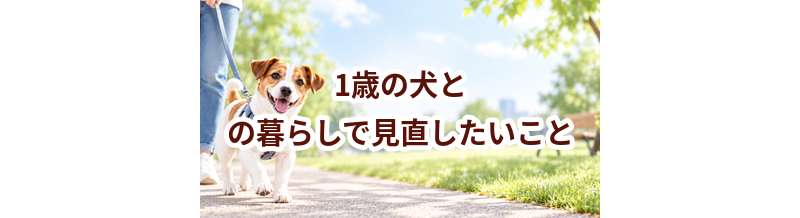 1歳の犬との暮らしで見直したいこと｜運動・環境・ケア
