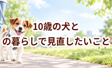 10歳の犬との暮らしで見直したいこと｜運動・環境・ケア