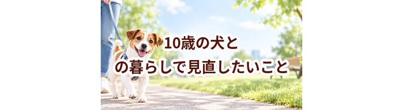10歳の犬との暮らしで見直したいこと｜運動・環境・ケア