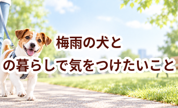 梅雨の犬との暮らしで気をつけたいこと｜散歩・室温・ケアを見直す