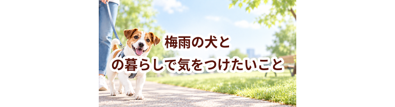 梅雨の犬との暮らしで気をつけたいこと｜散歩・室温・ケアを見直す