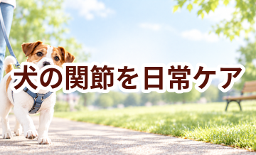 犬の関節を毎日続けるコツ｜食事・運動・ケア用品を見直す