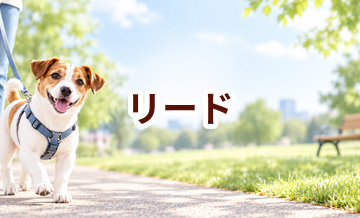リードはいくら？価格帯と長く使うための選び方