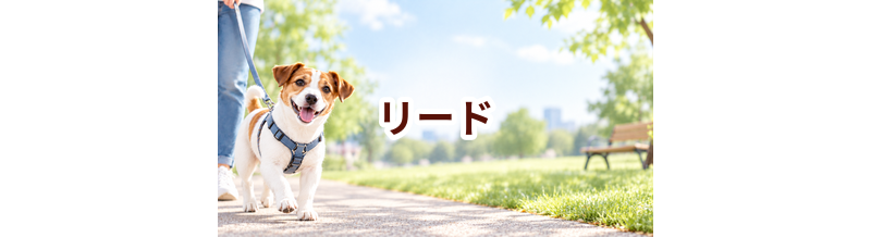 リードはいくら？価格帯と長く使うための選び方