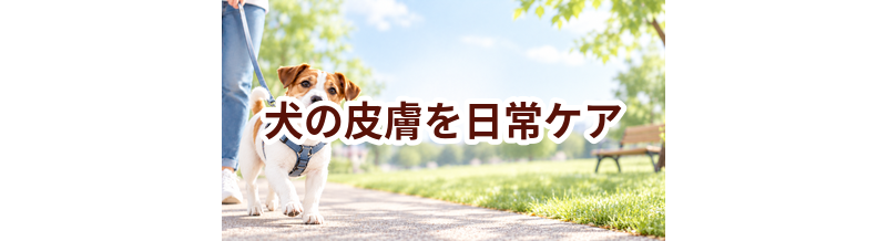 犬の皮膚を毎日続けるコツ｜食事・運動・ケア用品を見直す