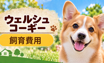 ウェルシュコーギーを飼う費用はいくら？初期費用・年間費用・生涯費用を解説