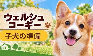 ウェルシュコーギーの子犬を迎えた1週間でやること｜食事・トイレ・生活環境