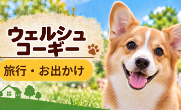 ウェルシュコーギーと旅行するときの持ち物｜移動・宿泊で役立つ犬用品