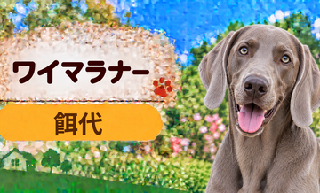 ワイマラナーの餌代は月いくら？体重からドッグフード代をシミュレーション