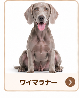 ワイマラナー