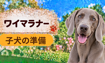 ワイマラナーの子犬を迎えた1週間でやること｜食事・トイレ・生活環境