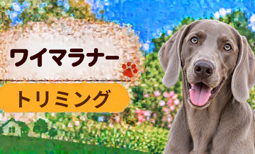 ワイマラナーのトリミング代はいくら？頻度と年間費用を計算