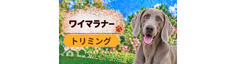 ワイマラナーのトリミング代はいくら？頻度と年間費用を計算