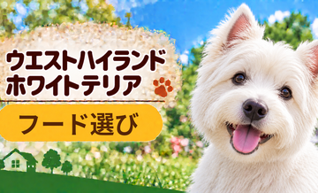 ウエストハイランドホワイトテリアのドッグフードはどう選ぶ？年齢・体格・食べ方に合わせた選び方