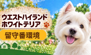 ウエストハイランドホワイトテリアの留守番環境を整える｜安全対策と便利グッズ