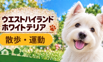 ウエストハイランドホワイトテリアの散歩時間はどのくらい？運動量と毎日の暮らし方