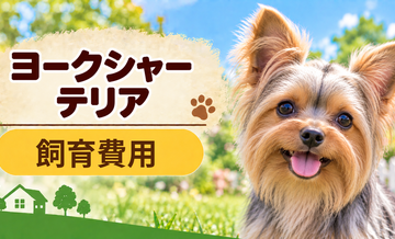 ヨークシャーテリアを飼う費用はいくら？初期費用・年間費用・生涯費用を解説