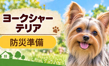 ヨークシャーテリアの防災準備｜避難時に必要な用品と持ち出しリスト