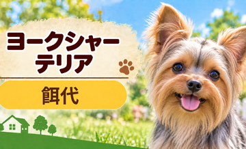 ヨークシャーテリアの餌代は月いくら？体重からドッグフード代をシミュレーション