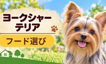 ヨークシャーテリアのドッグフードはどう選ぶ？年齢・体格・食べ方に合わせた選び方