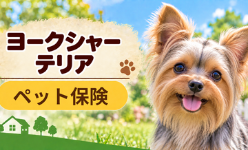 ヨークシャーテリアのペット保険料はいくら？加入前に確認したい補償と費用