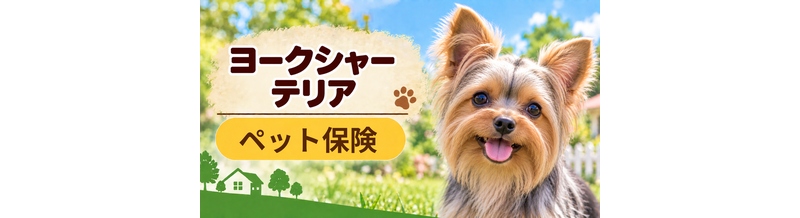 ヨークシャーテリアのペット保険料はいくら？加入前に確認したい補償と費用