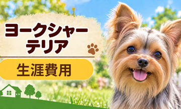 ヨークシャーテリアの生涯費用はいくら？子犬からシニアまで長期で考える