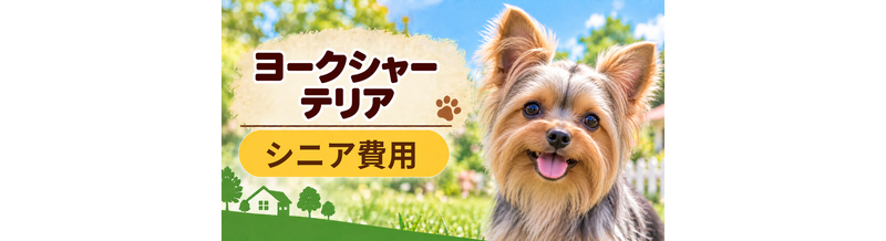 シニア期のヨークシャーテリアにかかる費用｜食事・医療・介護の準備