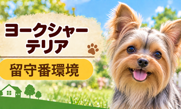 ヨークシャーテリアの留守番環境を整える｜安全対策と便利グッズ