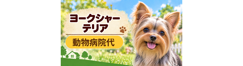ヨークシャーテリアの動物病院代は年間いくら？健康診断・予防・急な通院に備える
