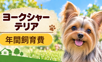 ヨークシャーテリアの年間飼育費はいくら？固定費と臨時出費をまとめて計算