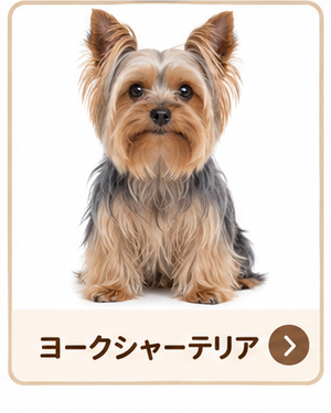ヨークシャーテリア